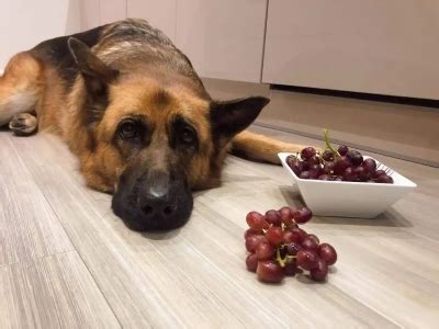 Can Dogs Eat Grapes? A Comprehensive Guide | DogLikesBest