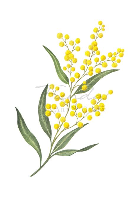 GOLDEN WATTLE - Watercolor Fine Art Print - Made by Many Hands