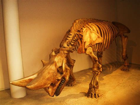 fossil arsenotherium | Italiano: Fossil of Arsinoitherium, an extinct mammal -- Took the ...