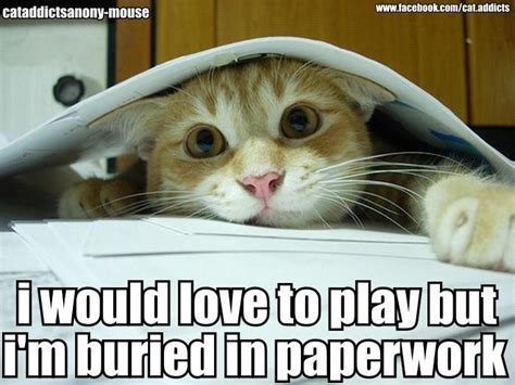 I know you're busy... but... | Funny cat photos, Cats, Funny captions