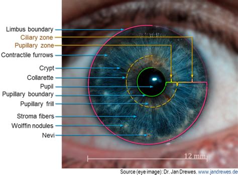 Iris Eye Anatomy - ANATOMY