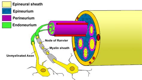 Sunderland Classification Of Nerve Injury : Peripheral Nerve Injuries : Classification of nerve ...