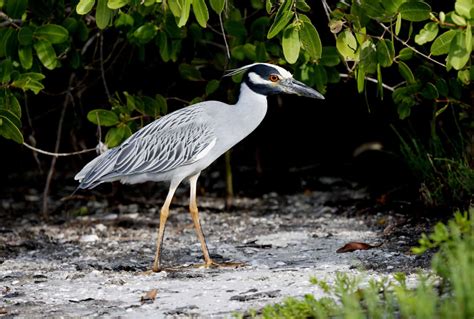 12 Types of Herons in Texas