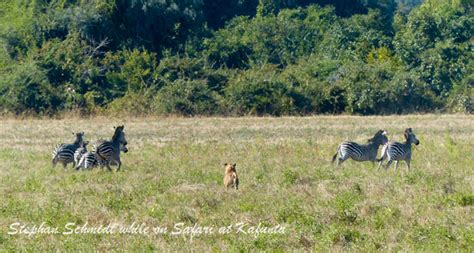 lions hunting zebra - Africa Geographic