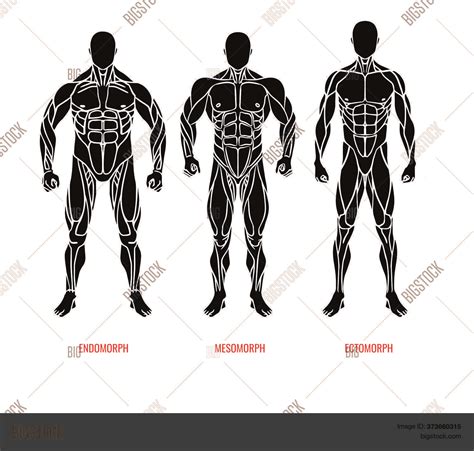 Men Body Types Vector & Photo (Free Trial) | Bigstock