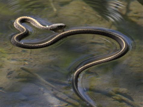 Western Terrestrial Garter Snake – Pajarito Environmental Education Center