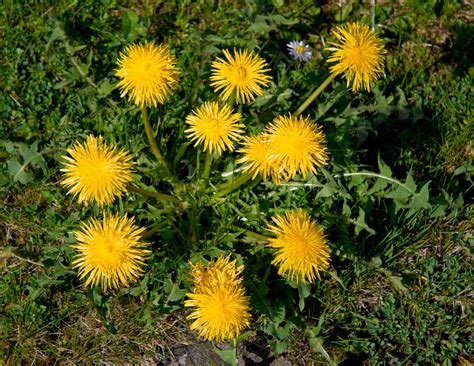 dandelions Free Photo Download | FreeImages