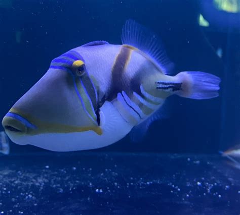 Triggerfish – Picasso - Live Gem Factory Ltd.