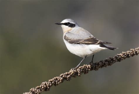 Northern Wheatear – FranLaff.com