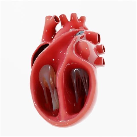 Visualizing Experiencing 3d Model Human Heart Stock V - vrogue.co