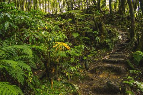 Hiking Trails in the Azores on Sao Miguel Island - Azores Islands ...