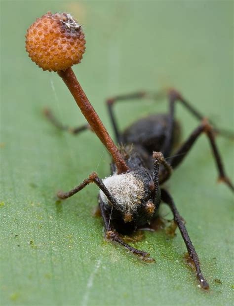 Ophiocordyceps unilateralis: The Zombie Ant Fungus – BIOL421 @UNBC ...