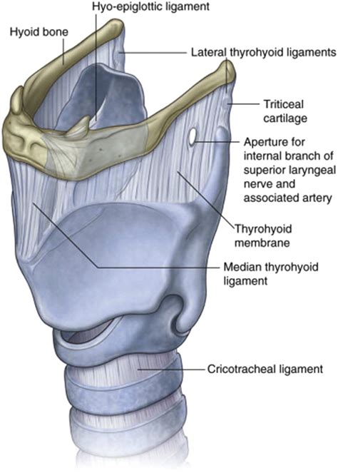 Cricothyroid Approach for Emergency Access to the Airway - Thoracic Surgery Clinics