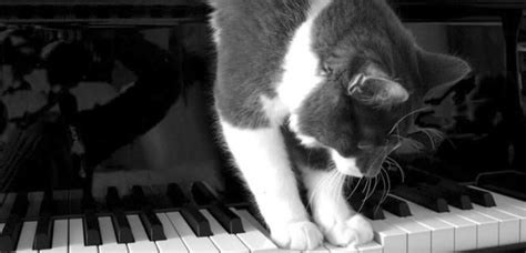 A comprehensive history of classical music, in cat gifs (because cats ...