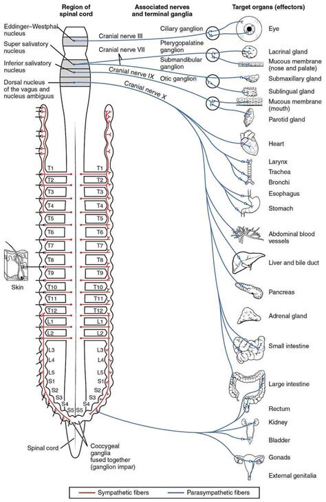 Anatomy Sympathetic Nervous System | MedicineBTG.com