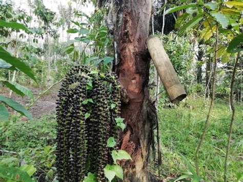 Kisah Putri Sedaro Putih dan Asal Mula Tumbuhnya Pohon Aren (Perspektif Suku Rejang) Halaman 4 ...