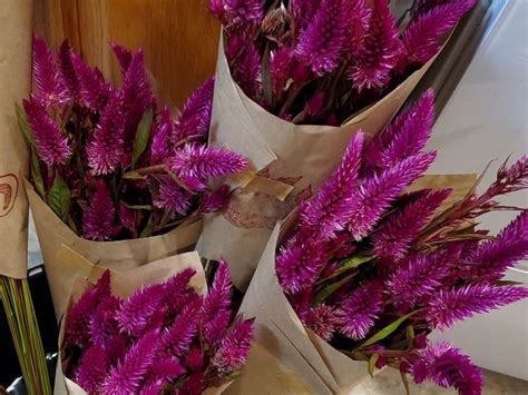 Flamingo Feather Celosia Bouquet | Garden Hoard – Certified Organic Heirloom Seeds – Grown in ...