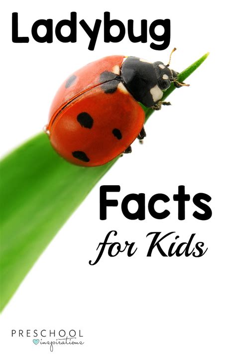 Ladybug Facts for Kids - Preschool Inspirations