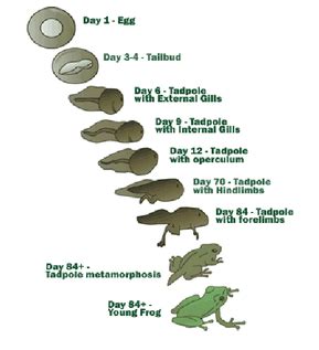 Reproduction/Development - The Spring Peeper Frog Resource