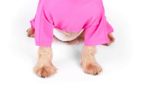 What are the Benefits of Washable Dog Diapers? - DogVills