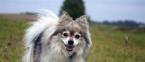 German Spitz Dog Breed Profile