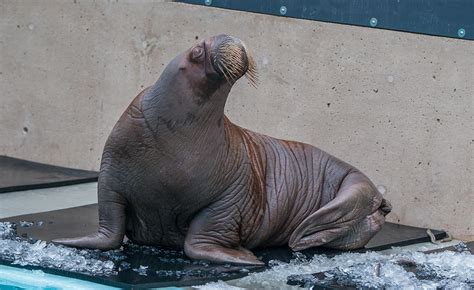 2 new walruses arrive at a snowy Vancouver Aquarium (PHOTOS) | News