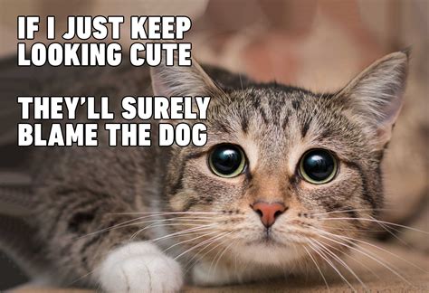 Cats definitely own us: All these funny memes make it clear – Film Daily