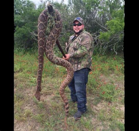 largest rattlesnake found in texas - Google Search | Snake photos, Weird animals, Crazy catch