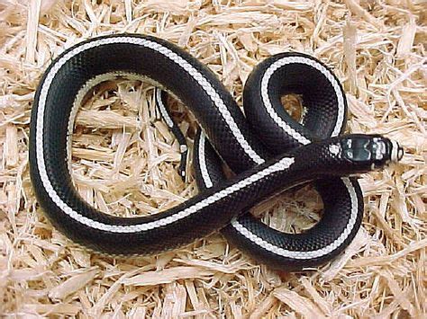 Black & White Stripe California Kingsnake | Black white stripes, Black and white, Black