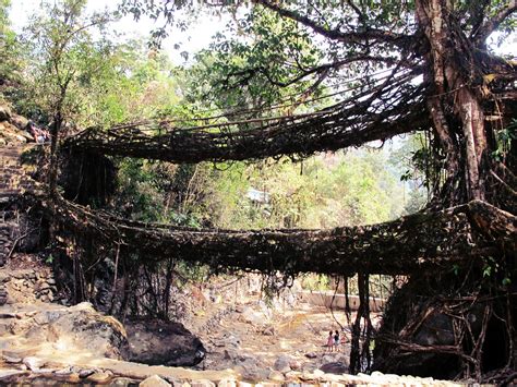 Random Wanderings!: Living Root Bridges of Meghalaya