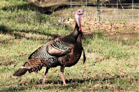 Young Tom Turkey In Spring Free Stock Photo - Public Domain Pictures