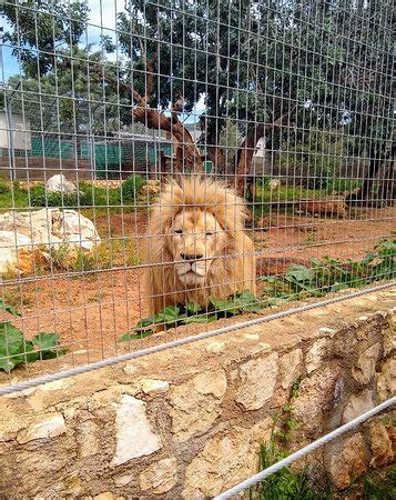 Pafos Zoo (Paphos) - 2019 All You Need to Know Before You Go (with Photos) - Paphos, Cyprus ...