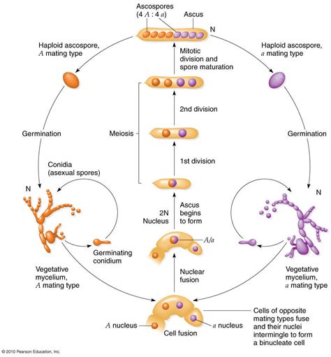 Neurospora lifecycle