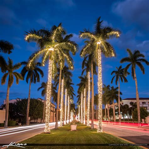 Royal Palm Tree Christmas Lights Palm Beach Island | Royal Stock Photo