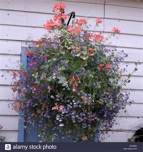 Hanging Basket - planted with Pelargoniums Lobelia Helichrysum Diascia ...