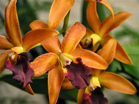 Flower Homes: Cattleya Flowers