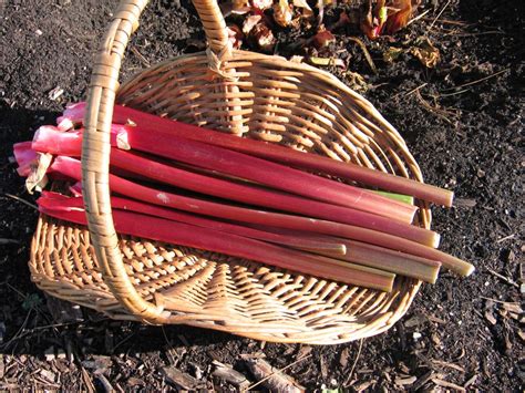 Rhubarb Varieties – High Altitude Rhubarb – Organic Farm & Nursery