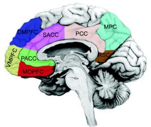 Prefrontal Cortex – Psychology of Human Emotion: An Open Access Textbook