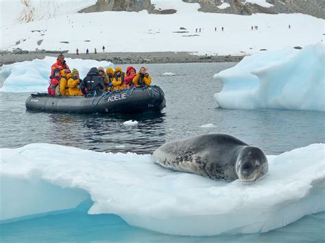 Polar Latitudes - Leopard Seal - Swoop Antarctica Blog