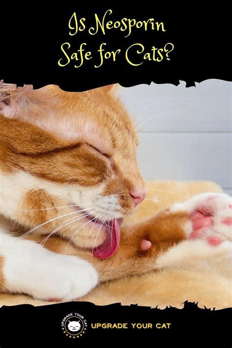 Is Neosporin Safe for Cats? - Upgrade Your Cat