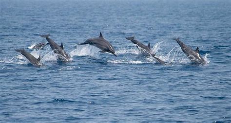 Welcome to dolphin watching kalpitiya