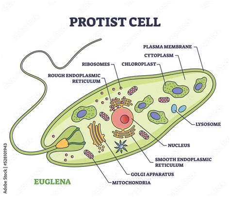 Protist cell anatomy with euglena microorganism structure outline ...