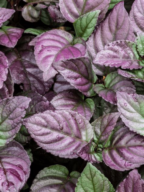 Purple Waffle Plant Care Guide - Paisley Plants