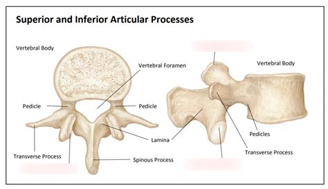 Superior and Inferior Articular Processes Diagram | Quizlet