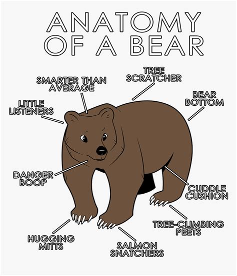 Anatomy Of A Bear, HD Png Download , Transparent Png Image - PNGitem