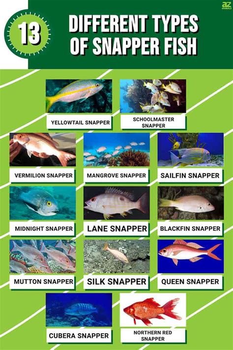 Snapper Species Discount Store | www.pinnaxis.com