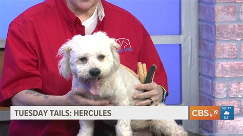 Meet Hercules from the SPCA of East Texas | cbs19.tv