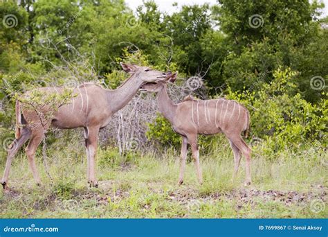 Animals in Kruger National Park Stock Image - Image of kruger, blue: 7699867