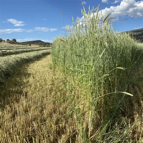 Ray Hard Red Winter Wheat - Great Basin Seeds