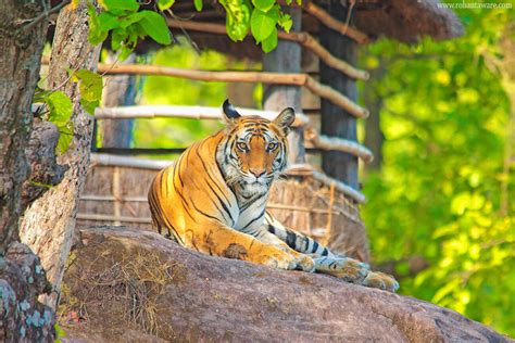 Wildlife Tour to Bandhavgarh Tiger Reserve by Rohan Taware